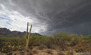 A monsoon storm developing over the Sonoran Desert, with a Saguaro in the front. 